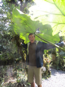 Giant leaf! 